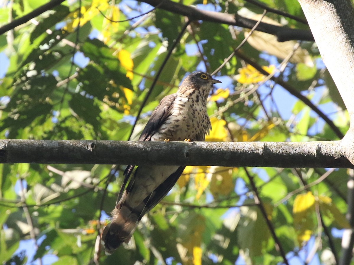 Large Hawk-Cuckoo - Menachem Goldstein