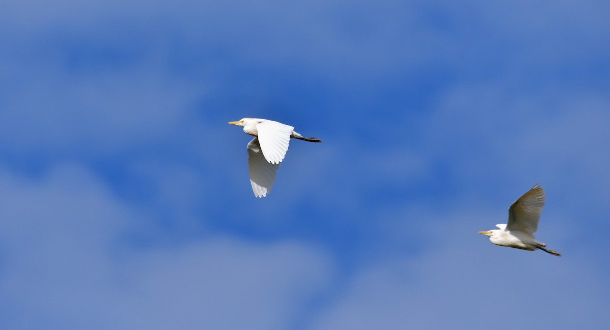 Western Cattle Egret - ML614750828