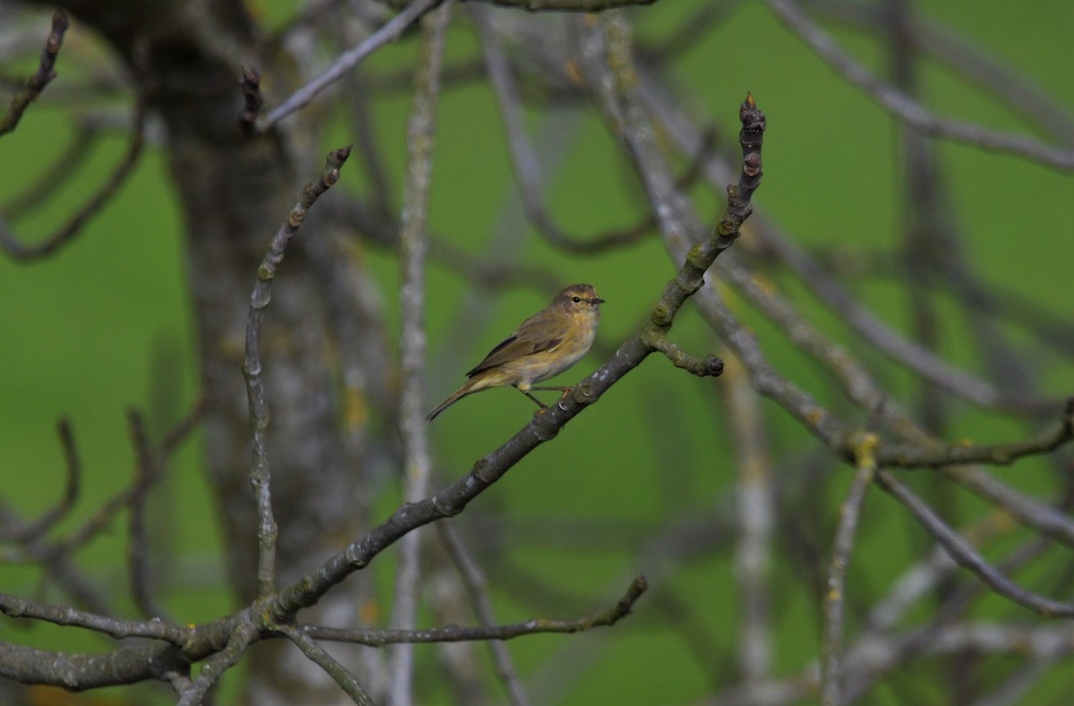 Common Chiffchaff - ML614750859