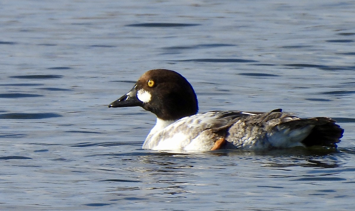 Common Goldeneye - nikki bryer-kraft