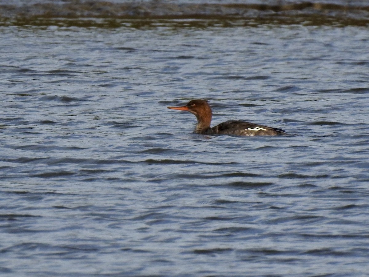 Red-breasted Merganser - ML614750906