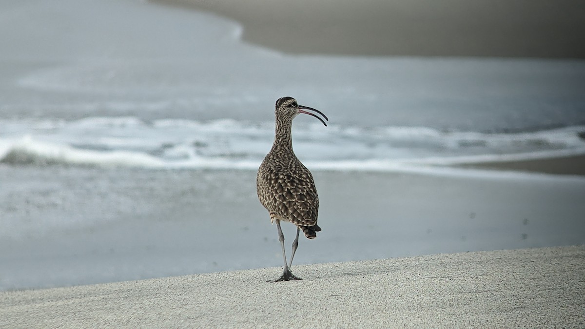 Whimbrel - ML614750935