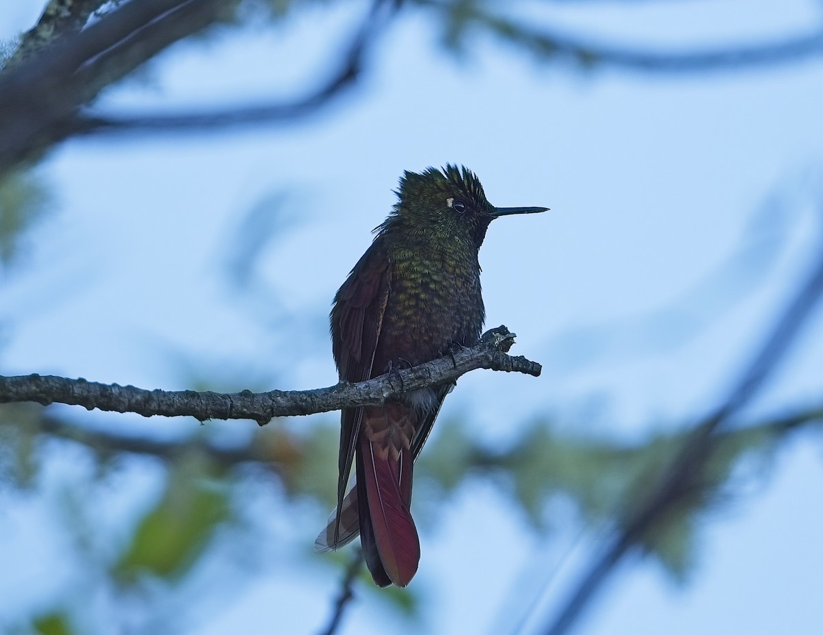kolibřík perijský - ML614751023