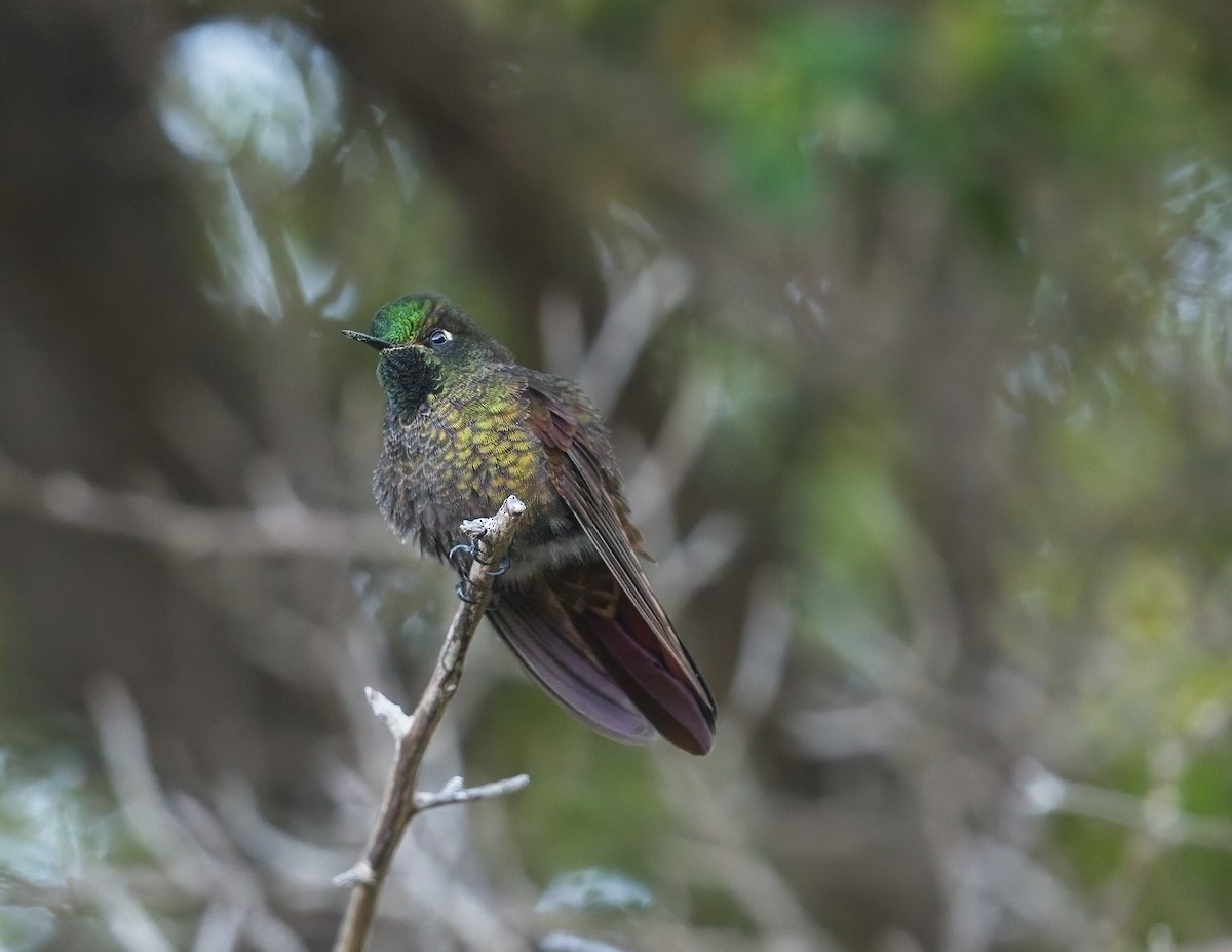 kolibřík perijský - ML614751026