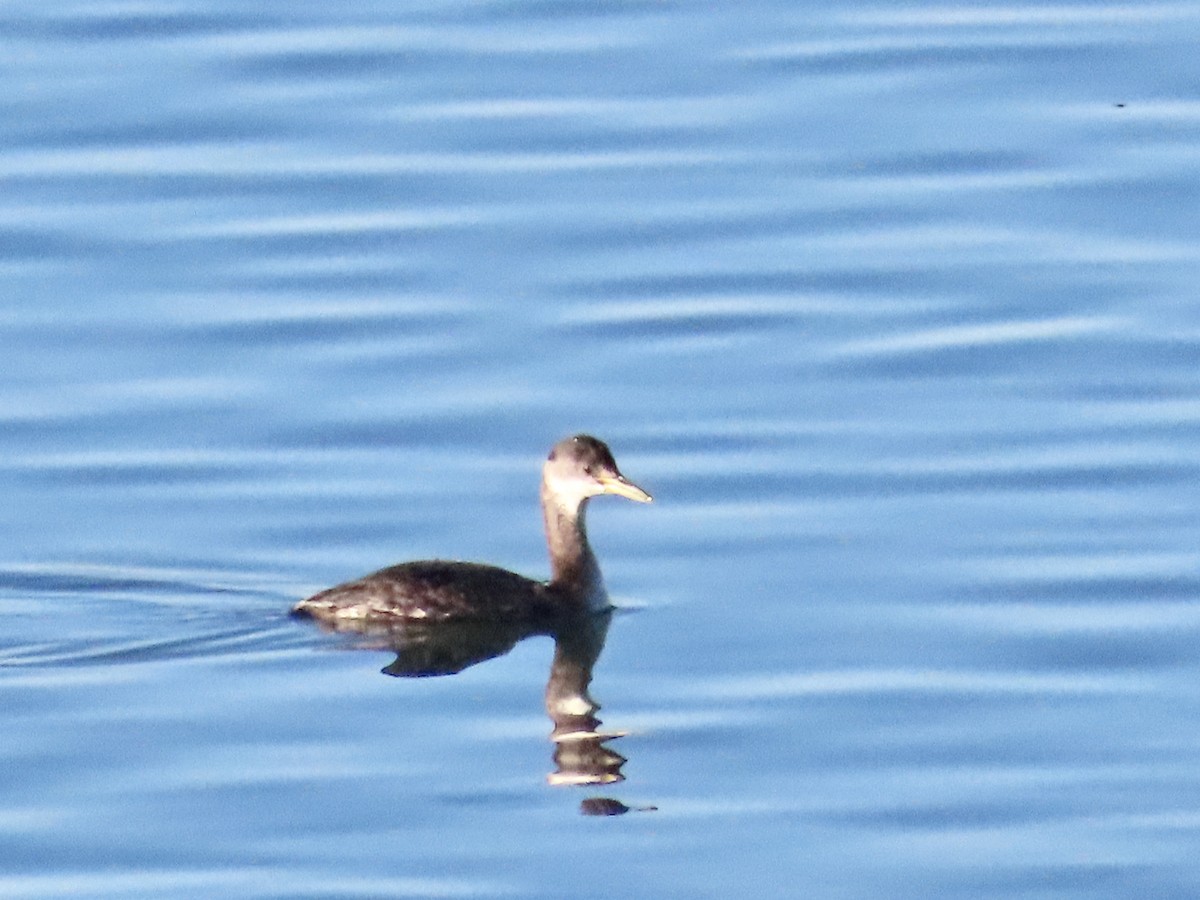 Red-necked Grebe - ML614751123
