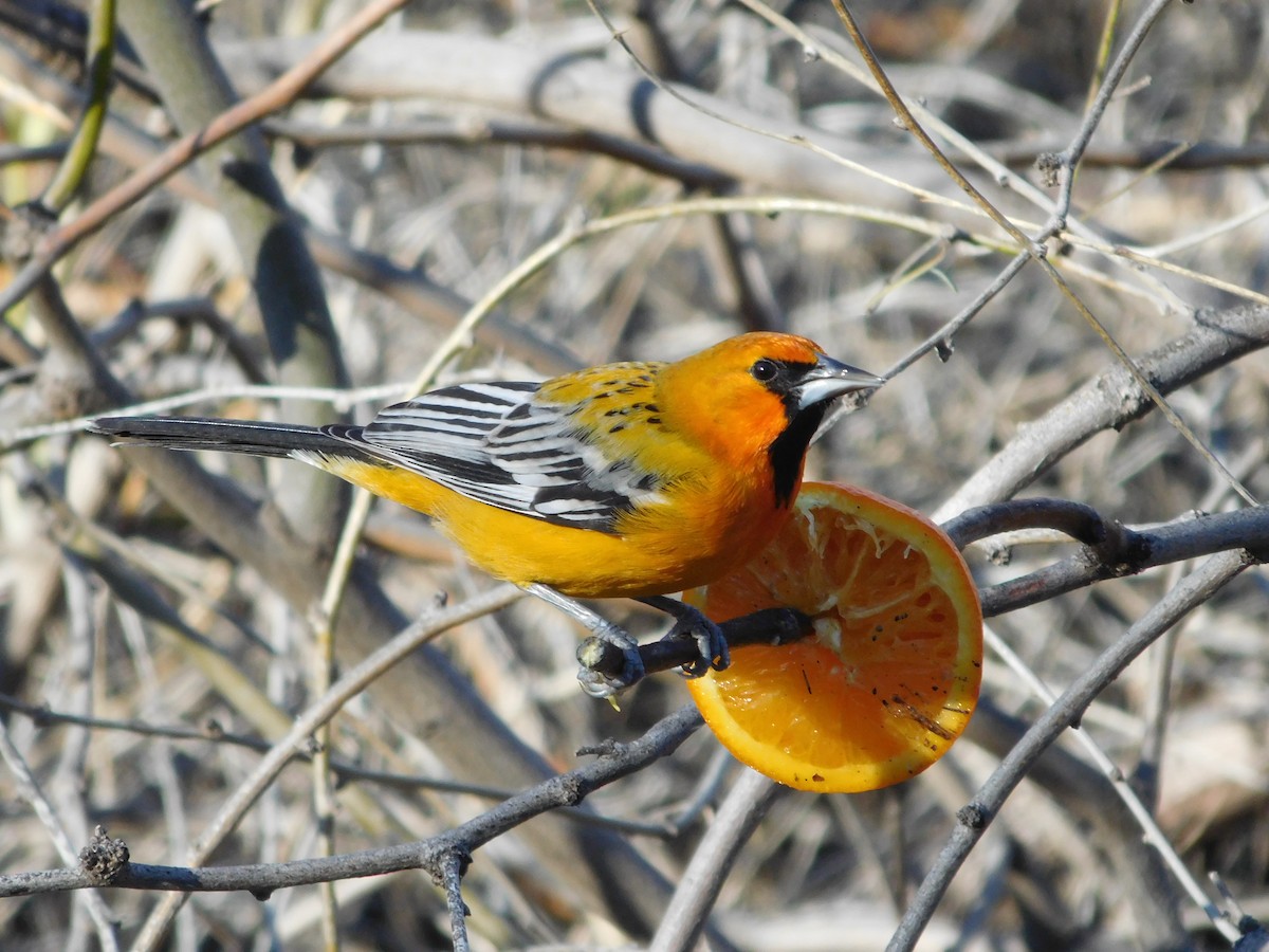 Streak-backed Oriole - ML614751215