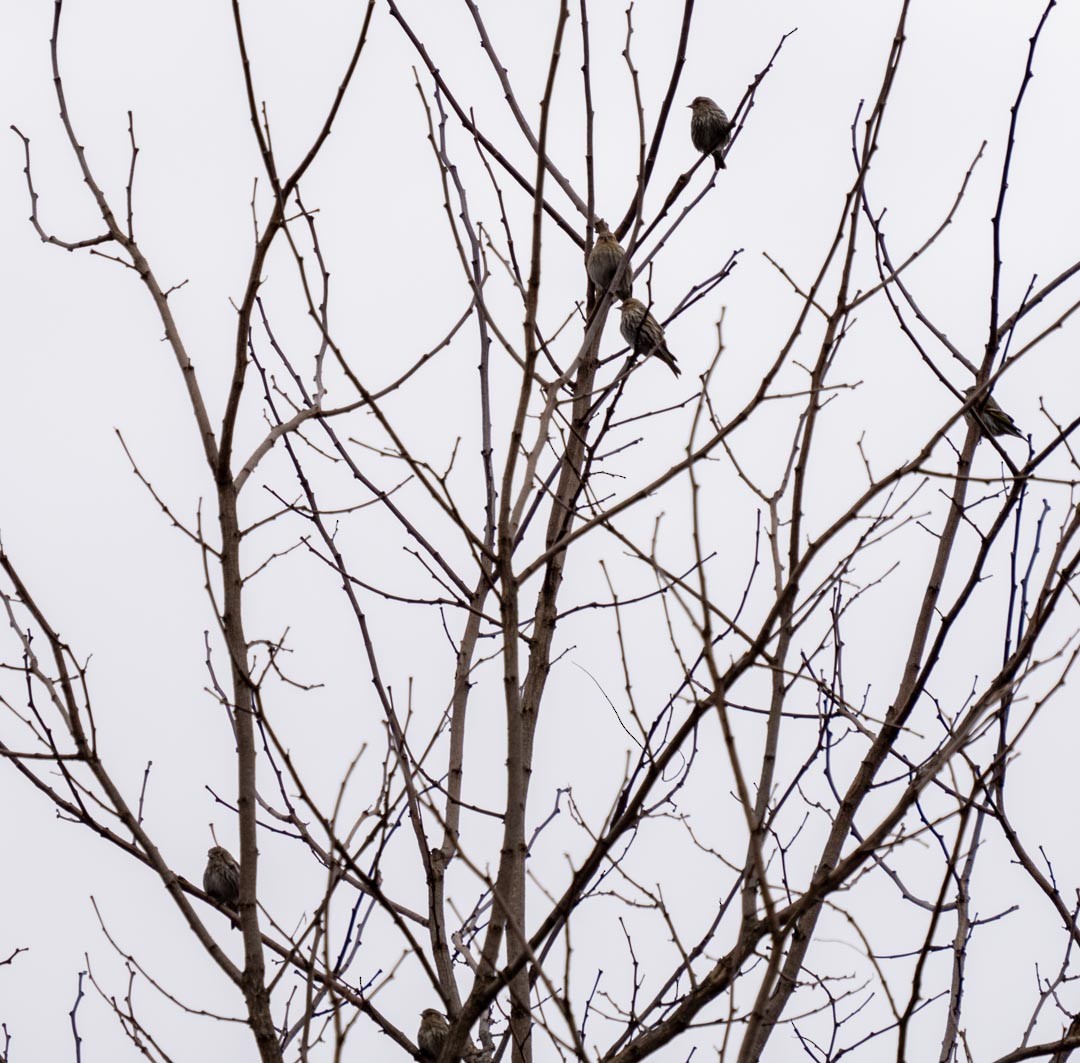 Pine Siskin - ML614751296