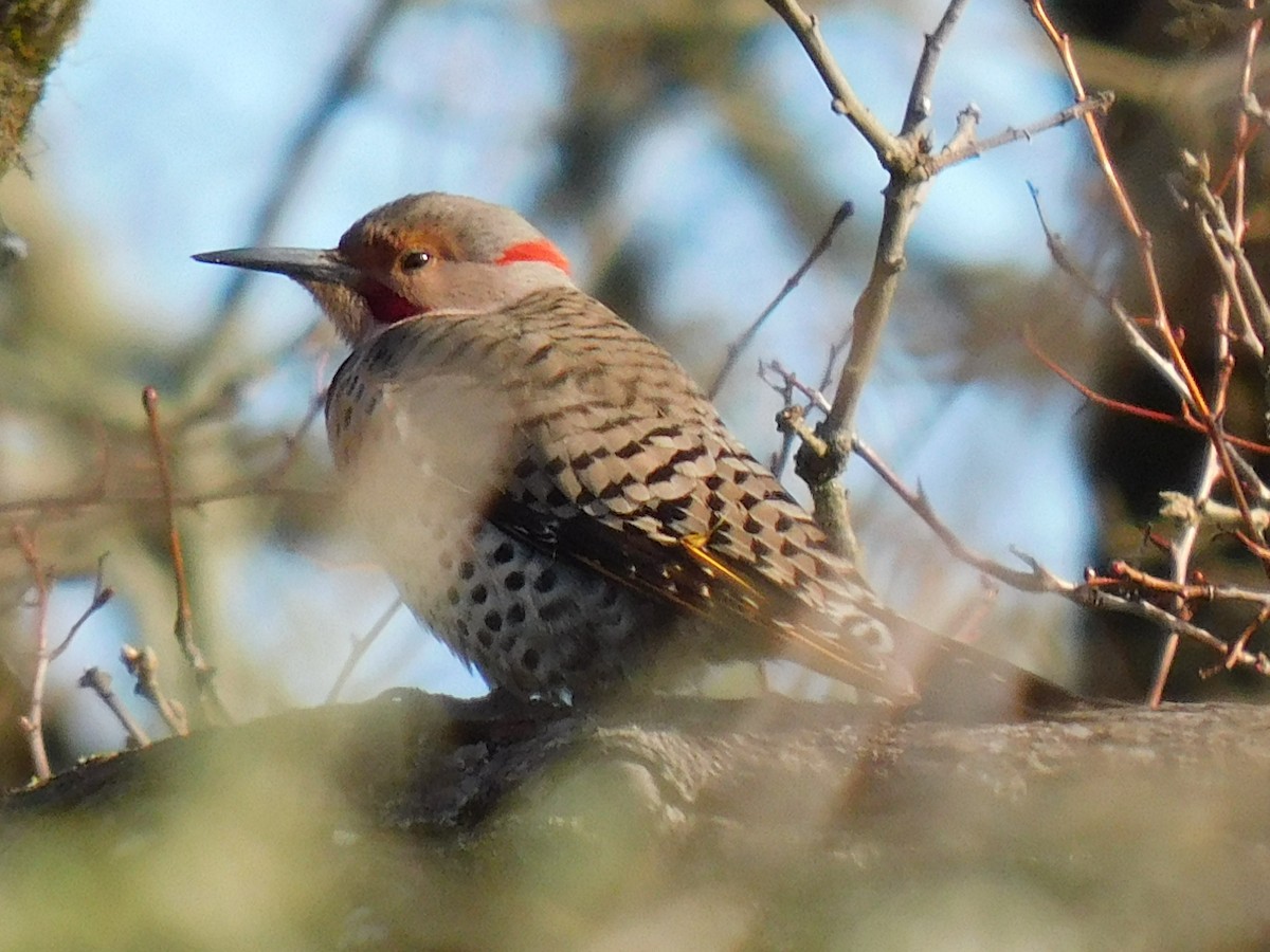 Northern Flicker (Yellow-shafted x Red-shafted) - ML614751330