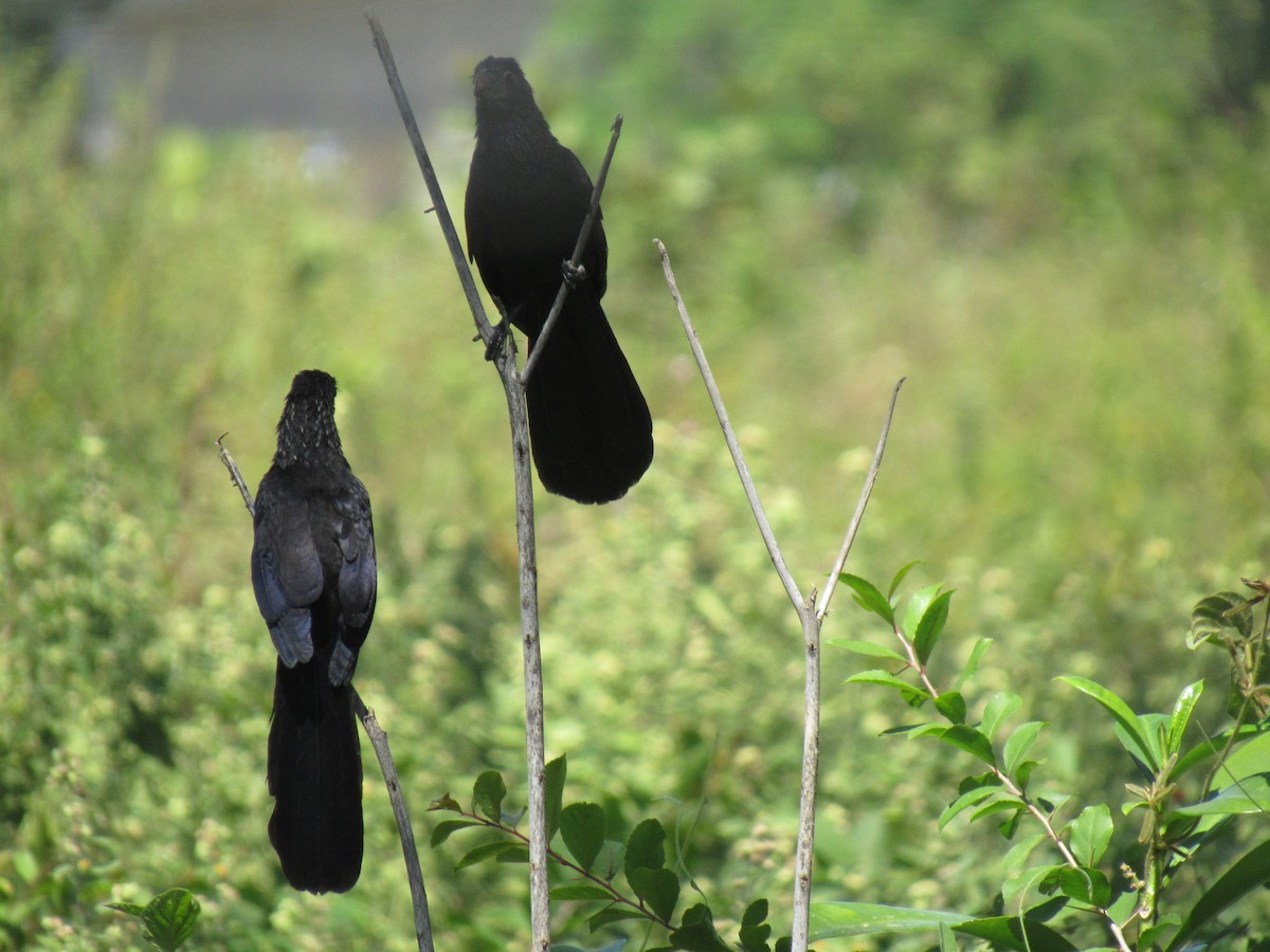 Groove-billed Ani - Didey Urquia