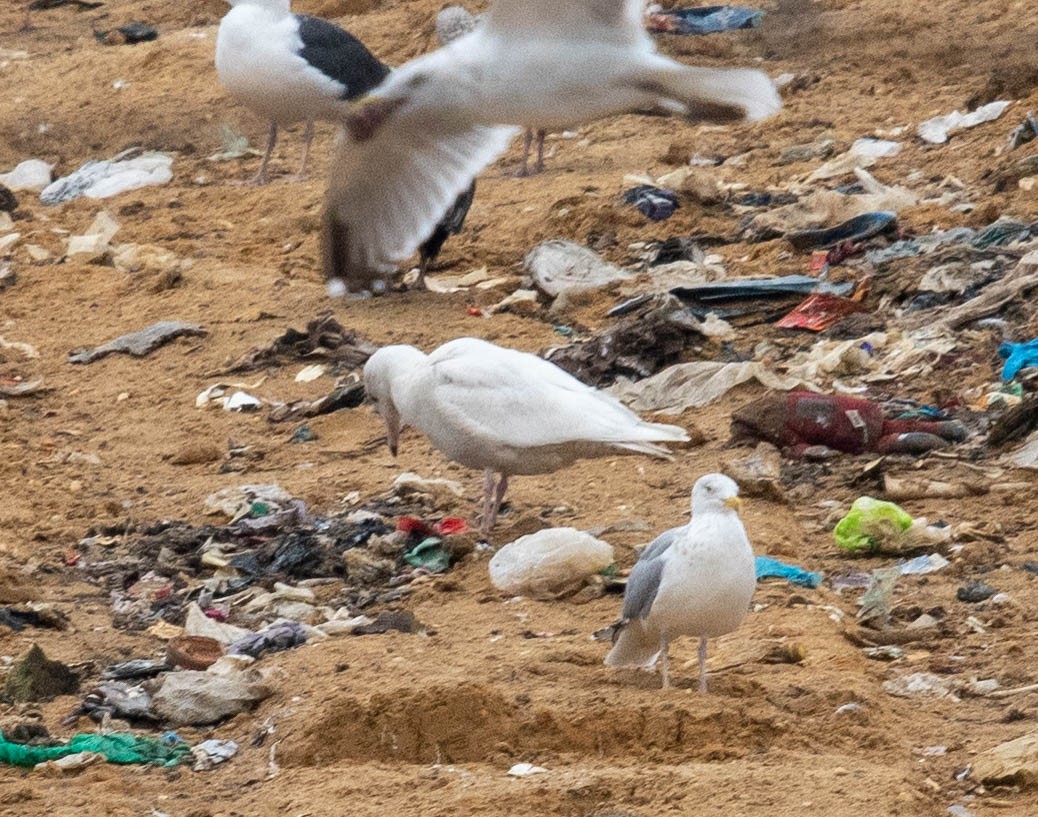 Glaucous Gull - Clive Harris