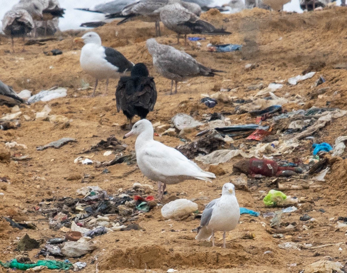 Glaucous Gull - ML614751401