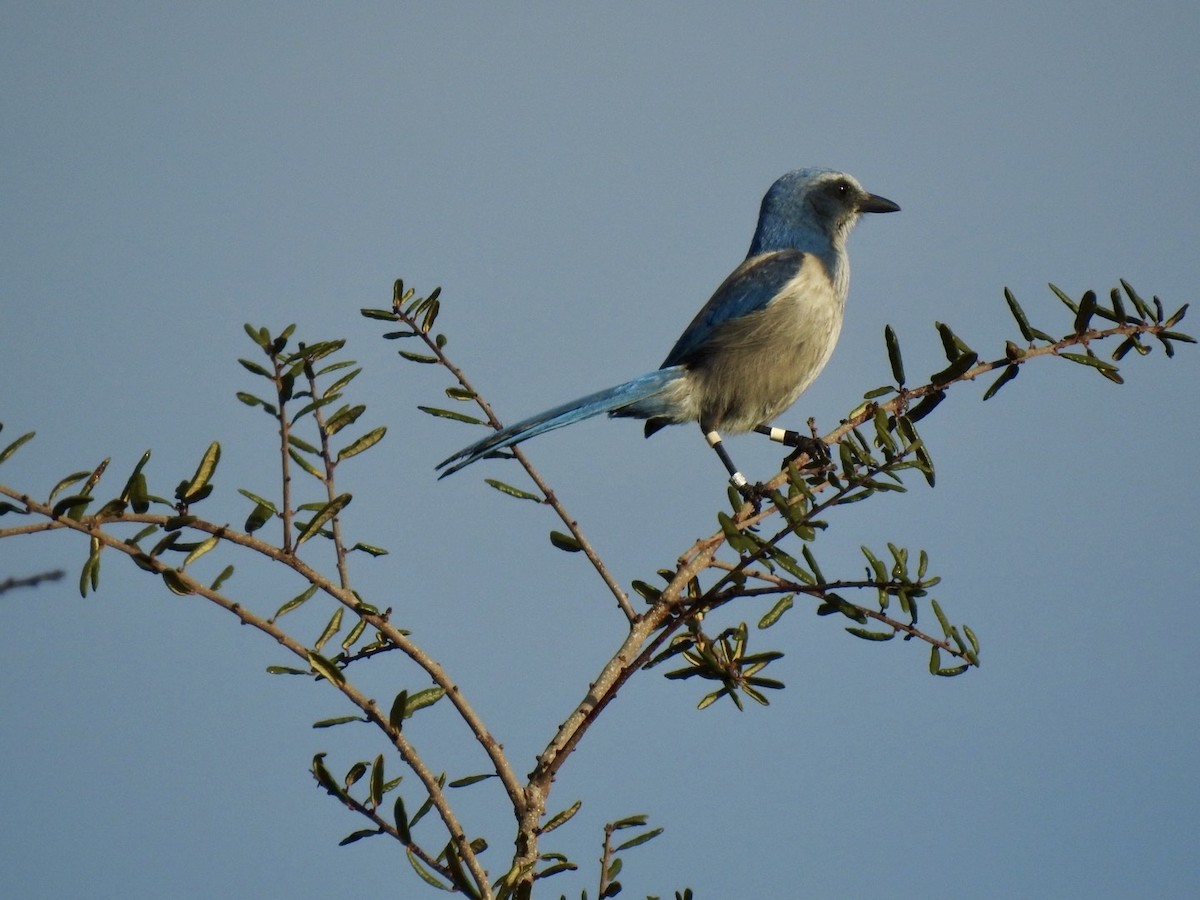 Florida Scrub-Jay - ML614751421