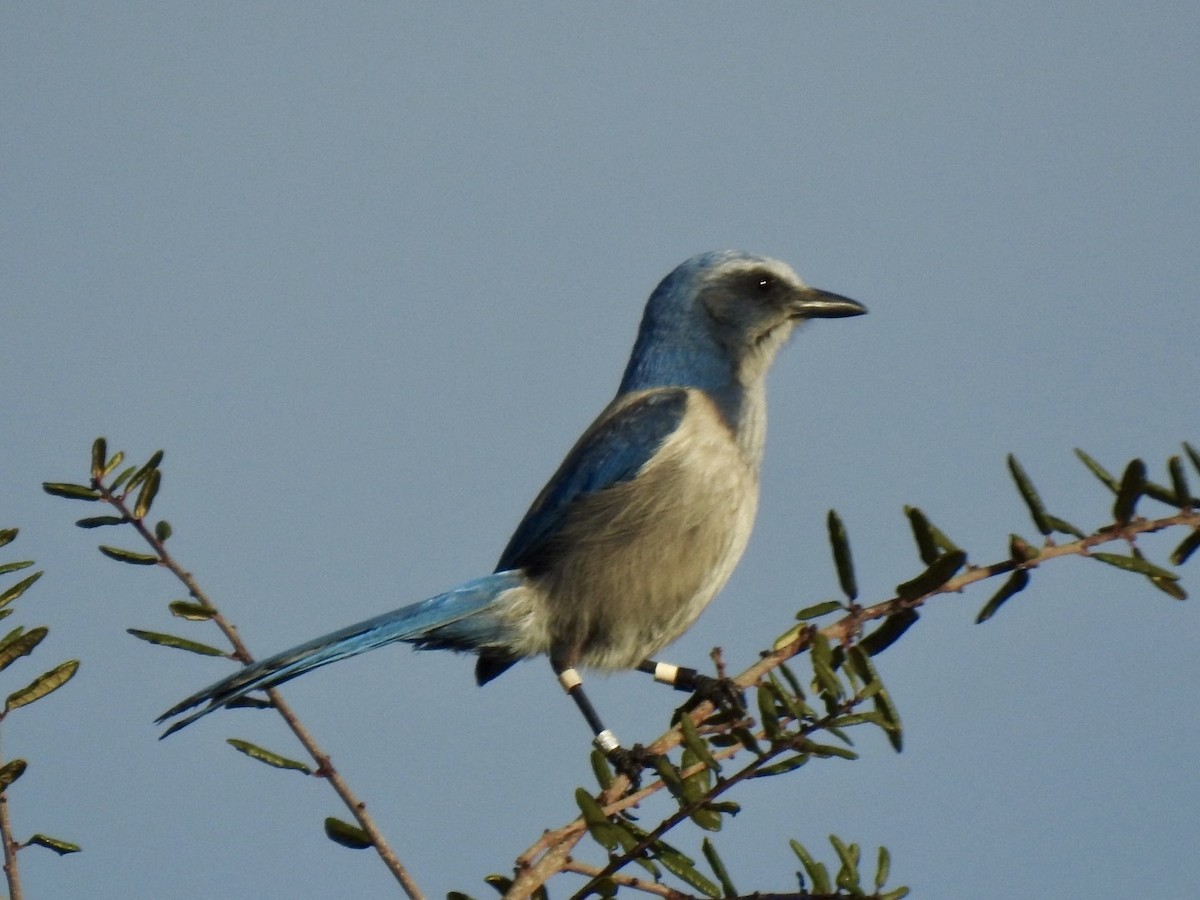 Florida Scrub-Jay - Ariel Dunham