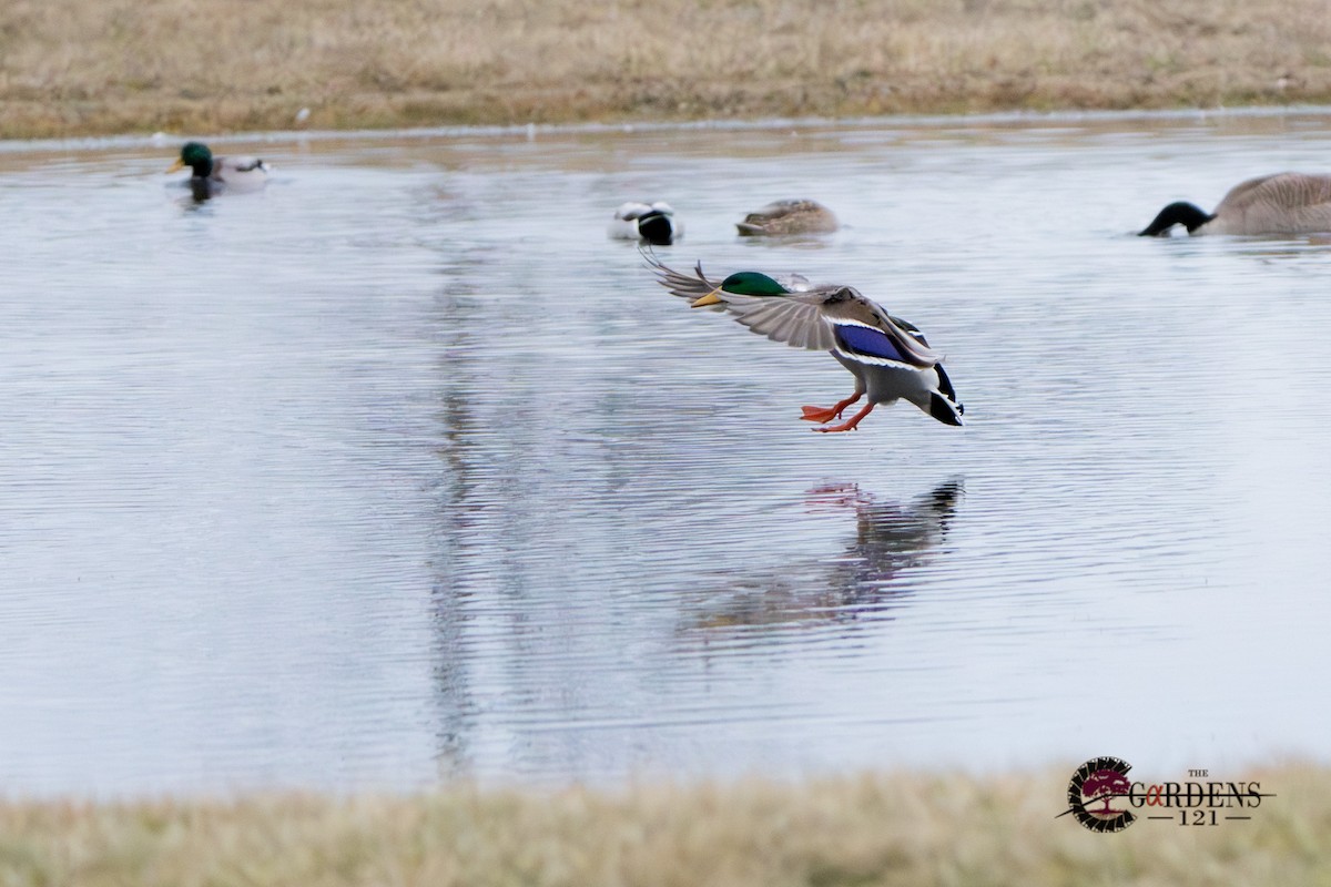 Mallard - Ryan Trayner