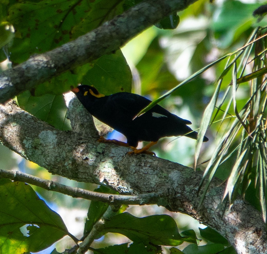 Southern Hill Myna - ML614751510