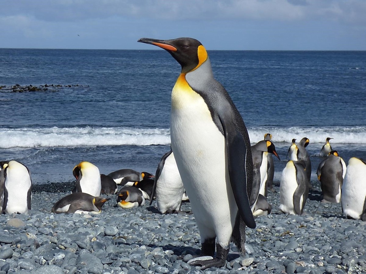 King Penguin - Barry Reed