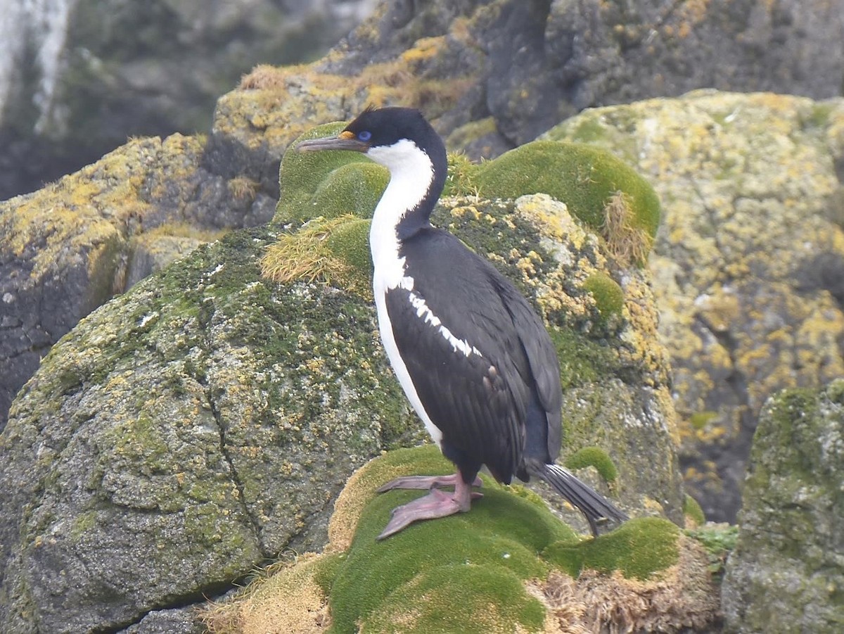 Macquarie Shag - Barry Reed