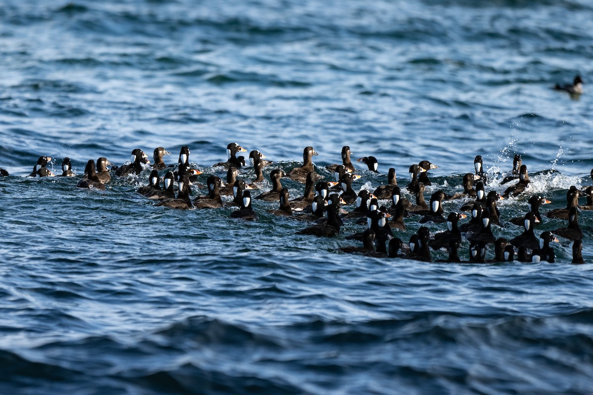 Surf/Black Scoter - Peter Thiessen