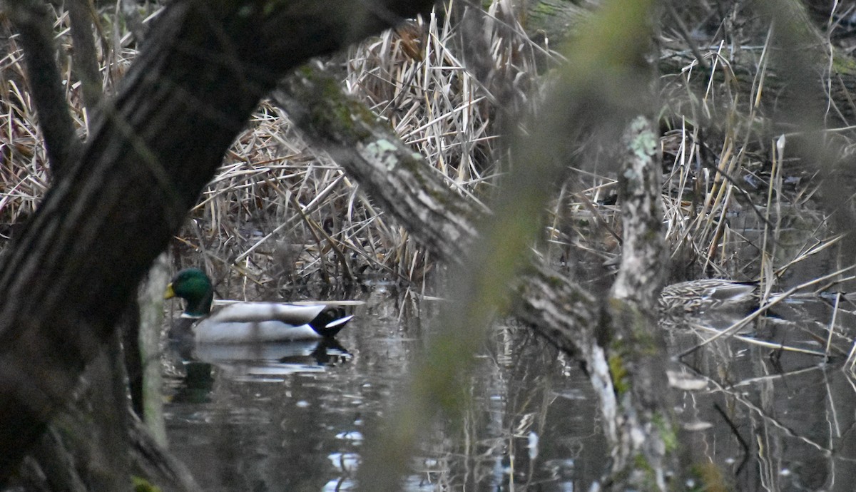 Canard colvert - ML614751644