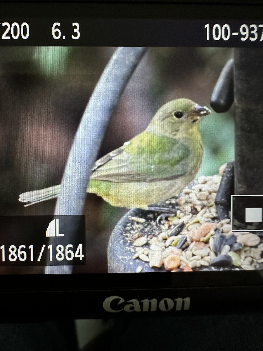 Painted Bunting - ML614751655