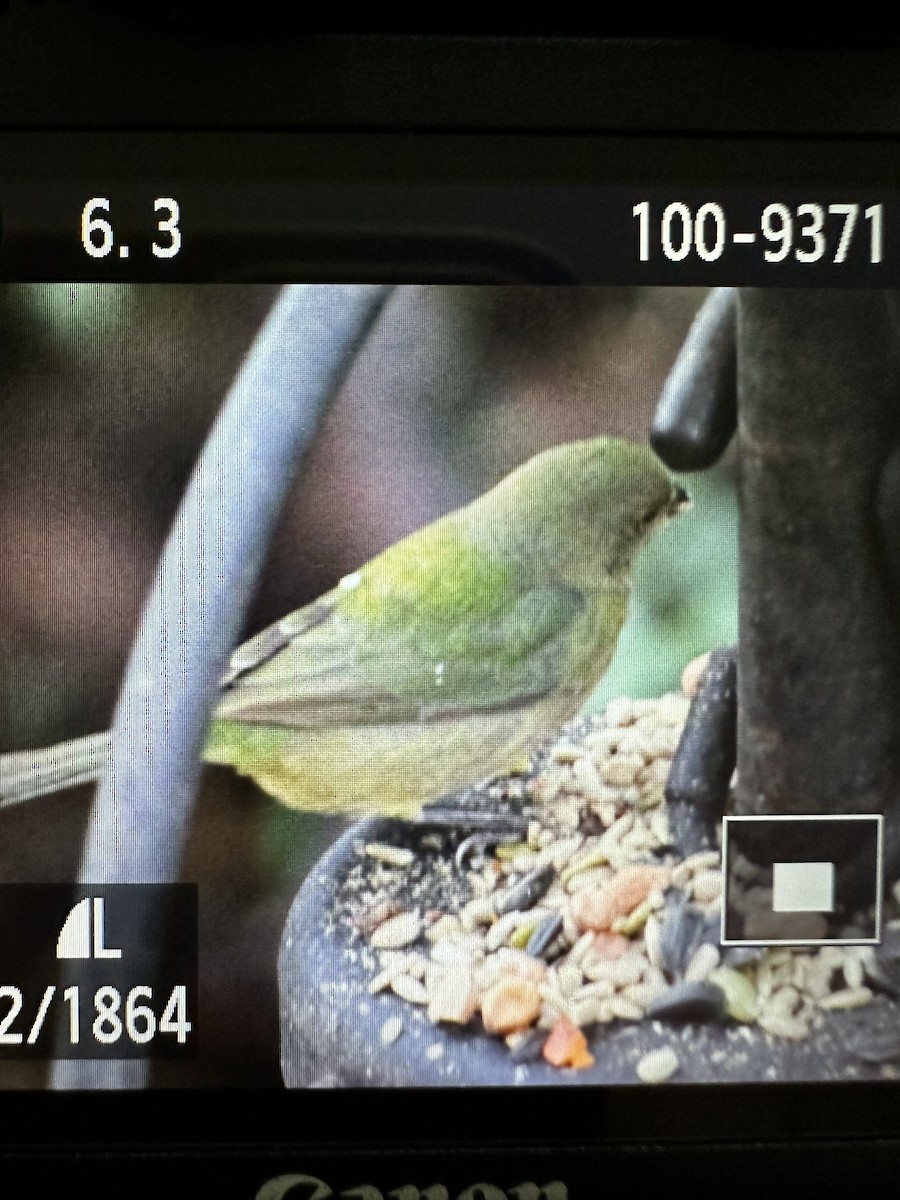 Painted Bunting - ML614751656