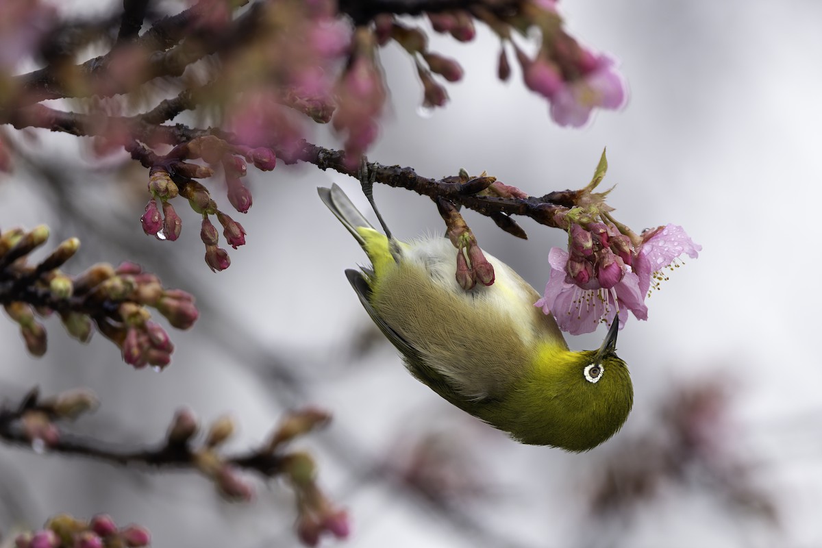 Warbling White-eye - ML614751657