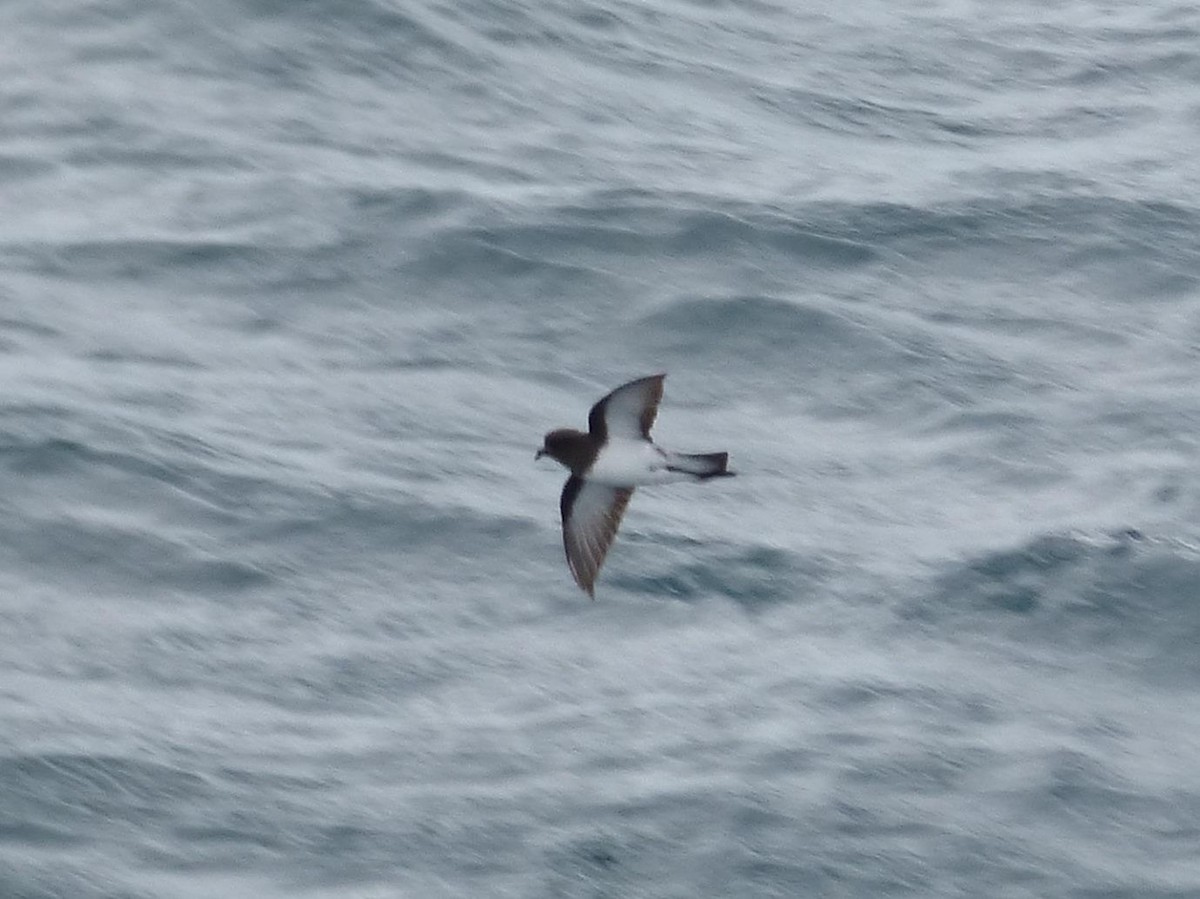 Gray-backed Storm-Petrel - Barry Reed