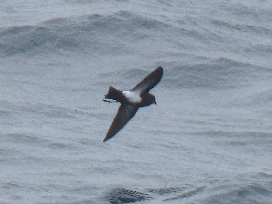 Black-bellied Storm-Petrel - Barry Reed