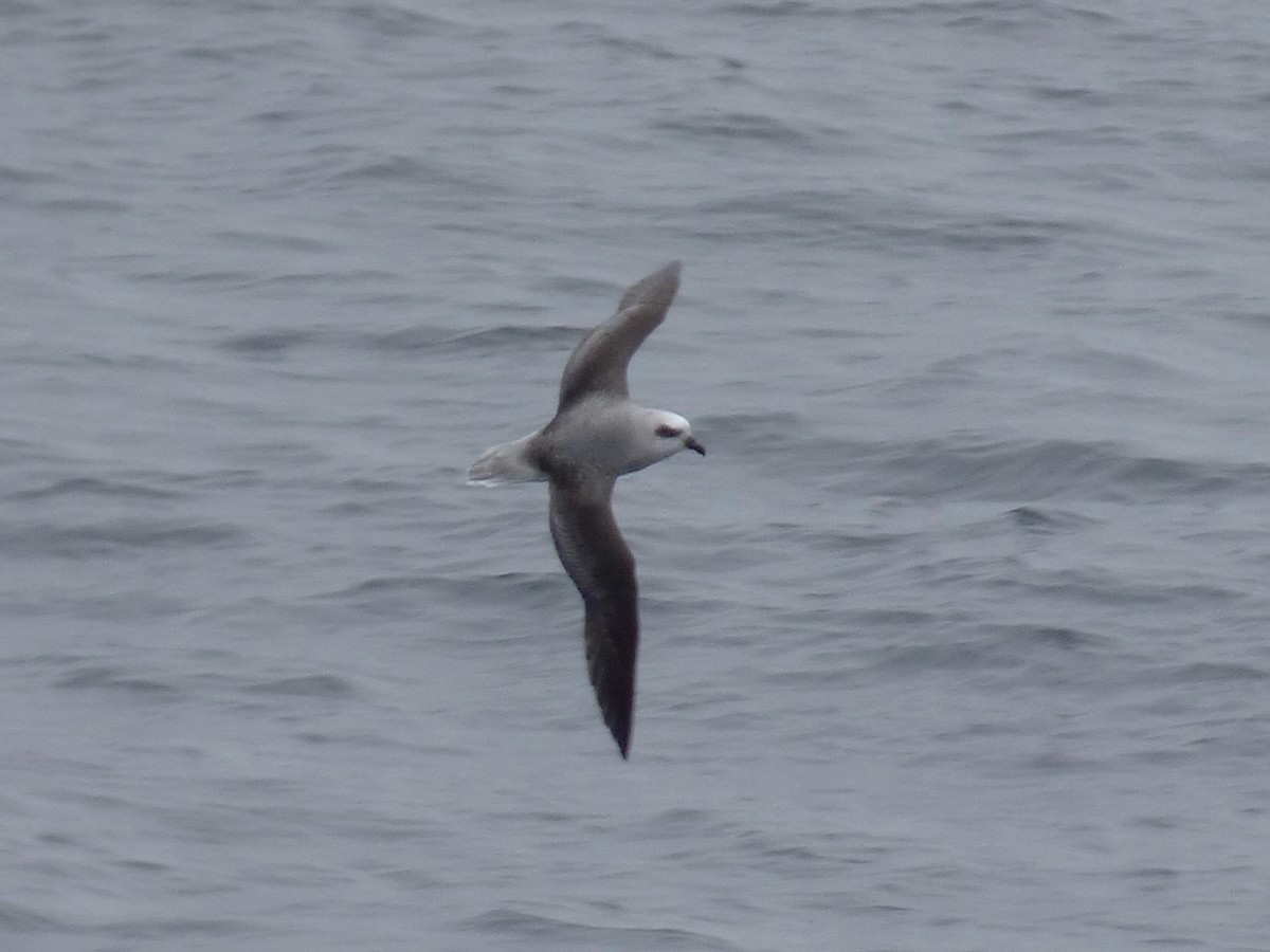 White-headed Petrel - Barry Reed