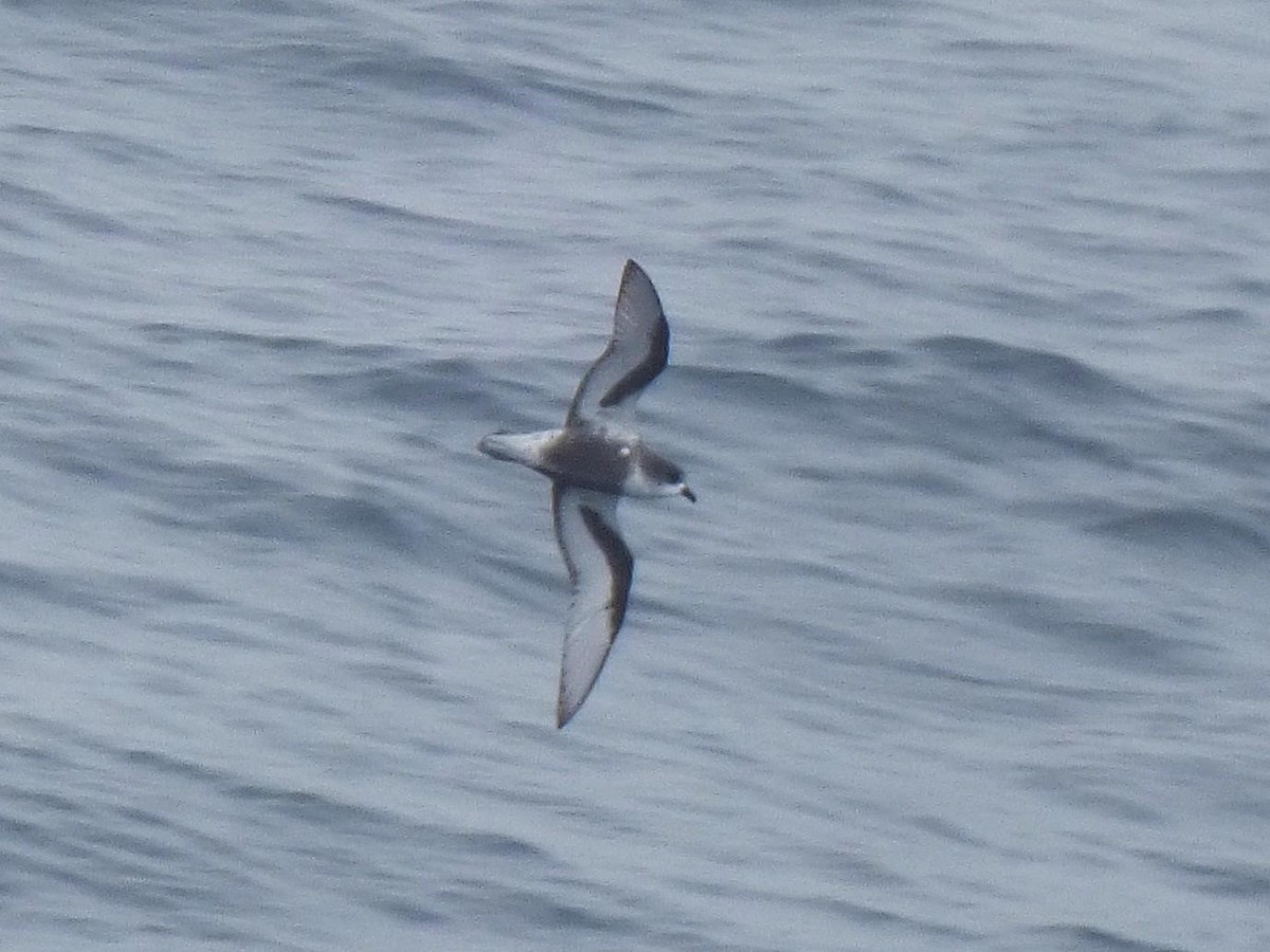 Mottled Petrel - Barry Reed