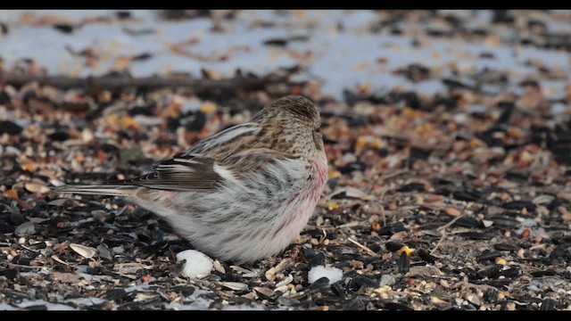 Hoary Redpoll - ML614751701