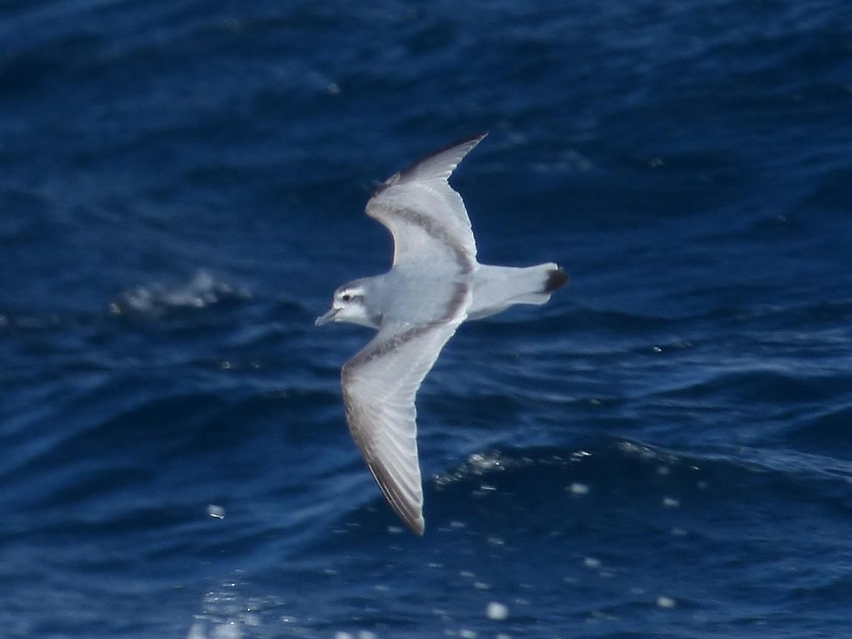 Antarctic Prion - Barry Reed