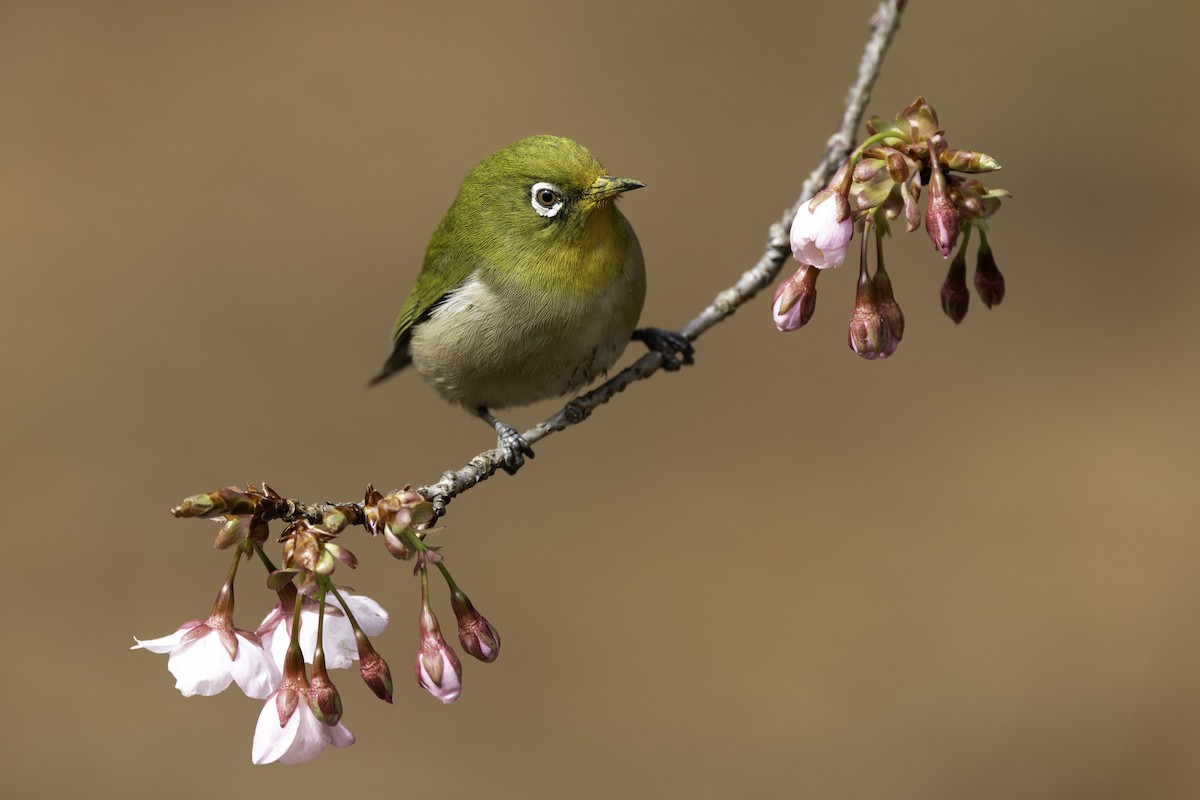 Warbling White-eye - ML614751729
