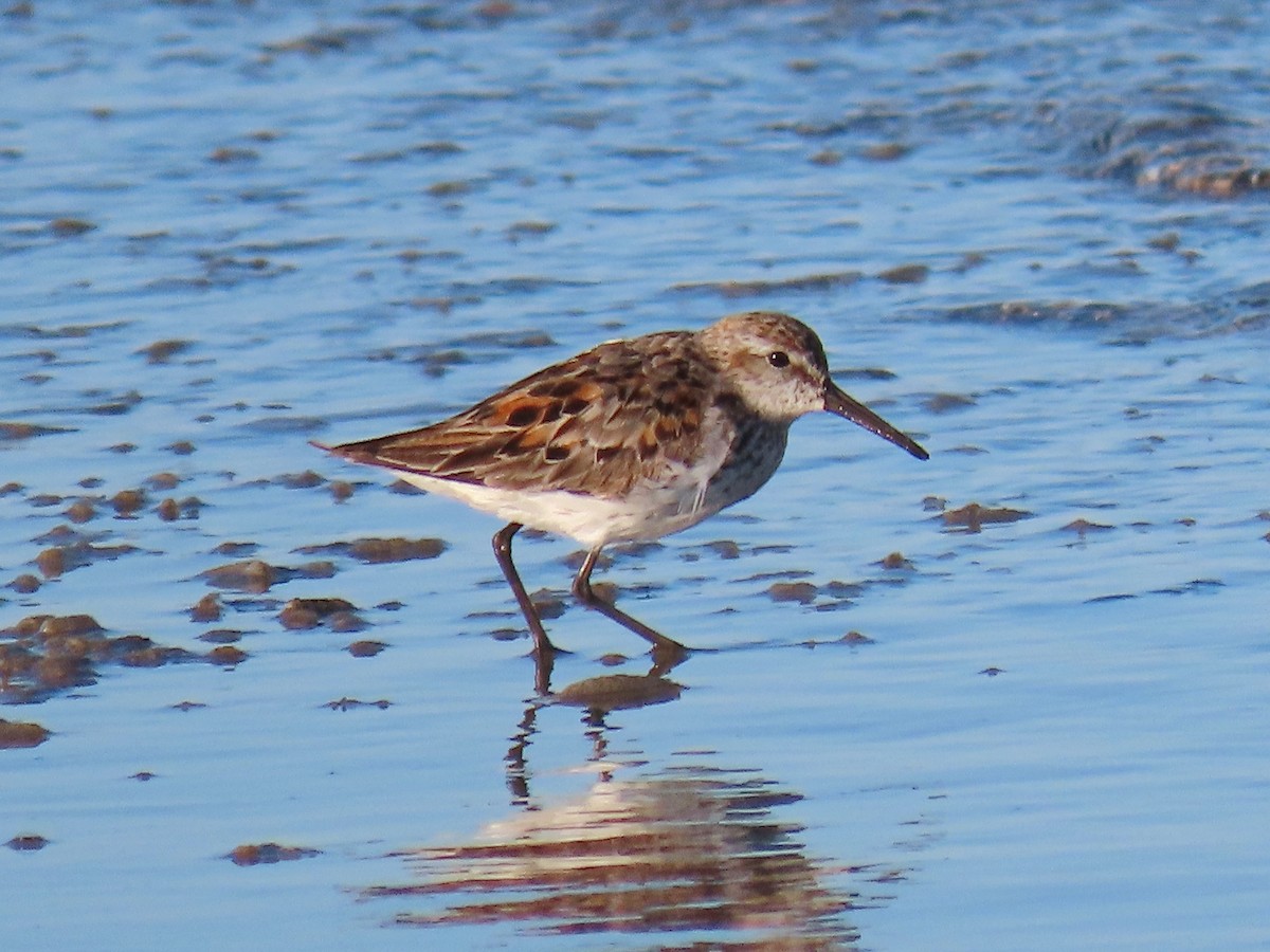 Western Sandpiper - Joyce Brady