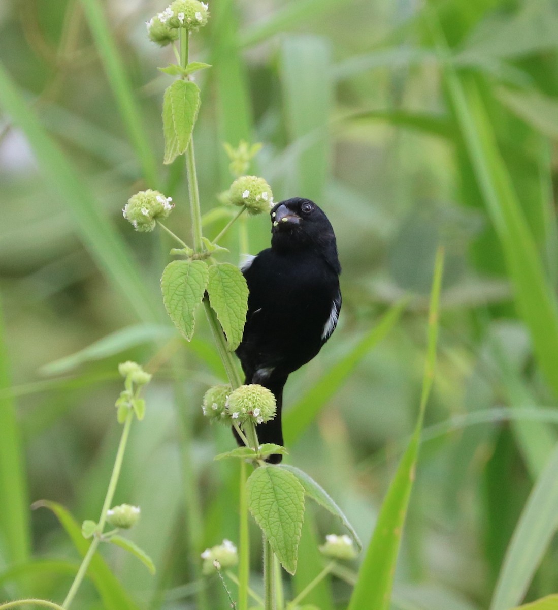 Variable Seedeater - ML614751746