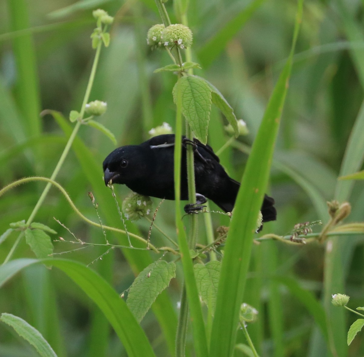 Variable Seedeater - ML614751749