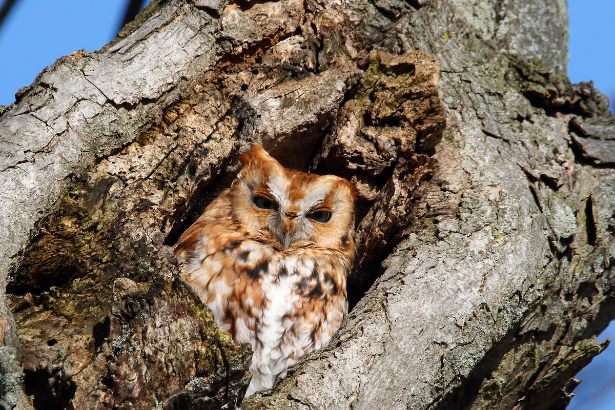 Eastern Screech-Owl - Maggie P