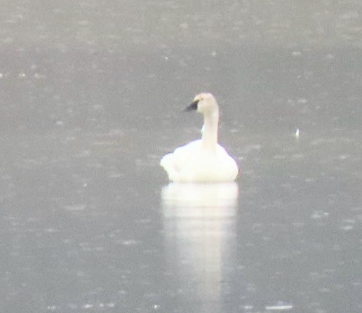 Tundra Swan - Kathie Kent