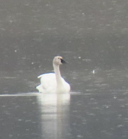 Tundra Swan - Kathie Kent