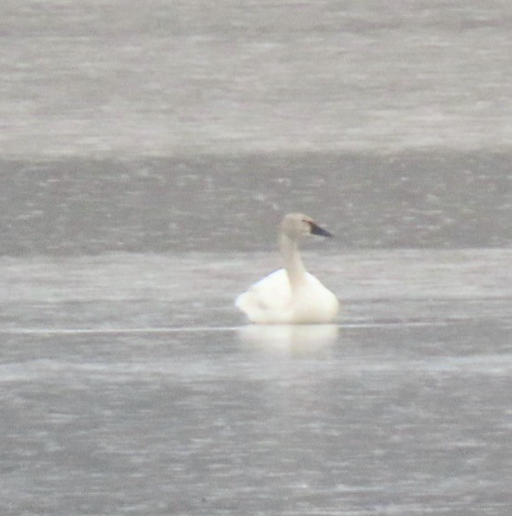 Tundra Swan - Kathie Kent