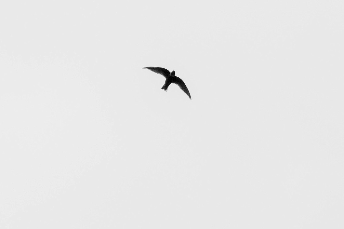 White-collared Swift - Fernando Calmon