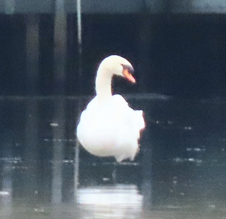 Mute Swan - Kathie Kent