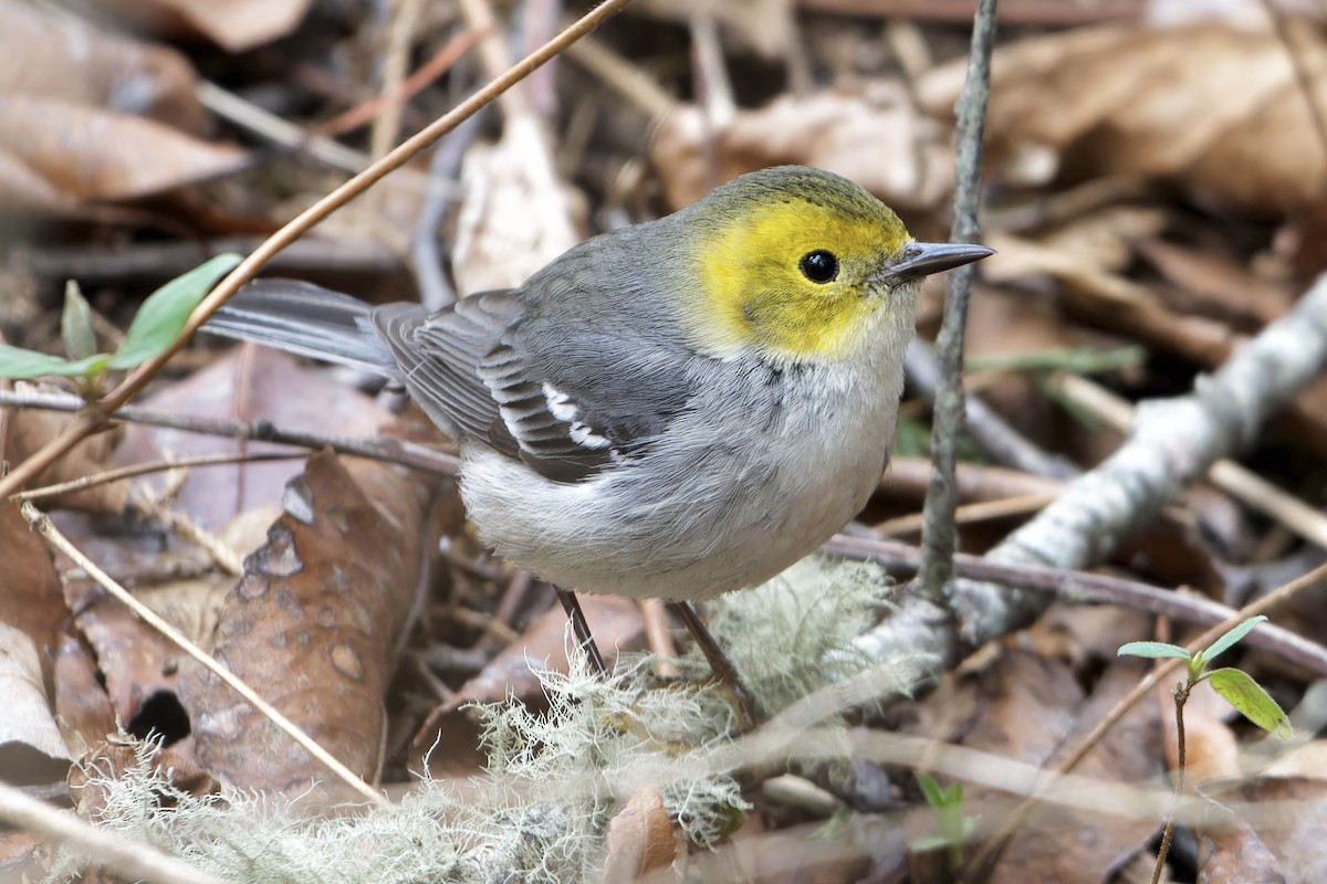 Hermit Warbler - ML614752004