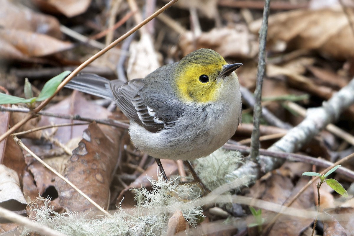 Hermit Warbler - ML614752010