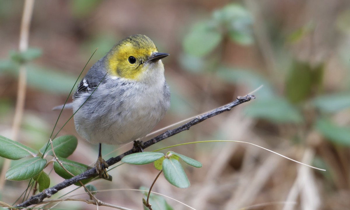 Hermit Warbler - ML614752019