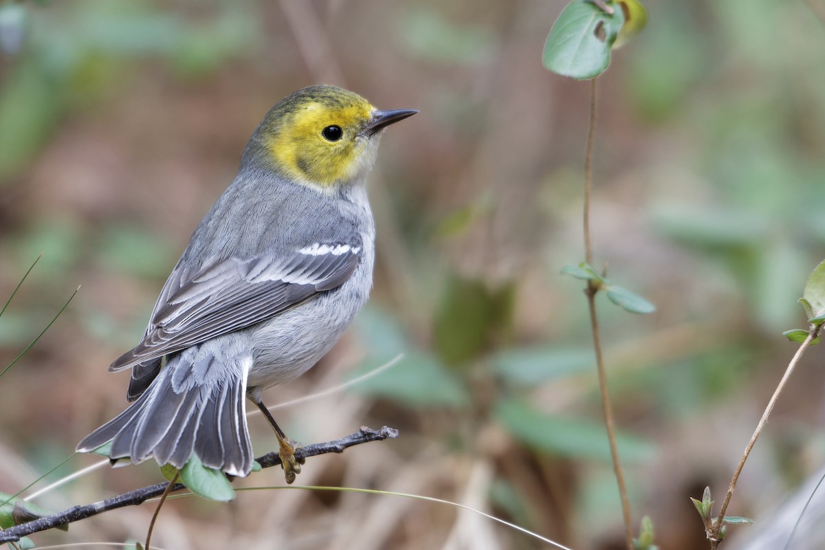 Hermit Warbler - ML614752020