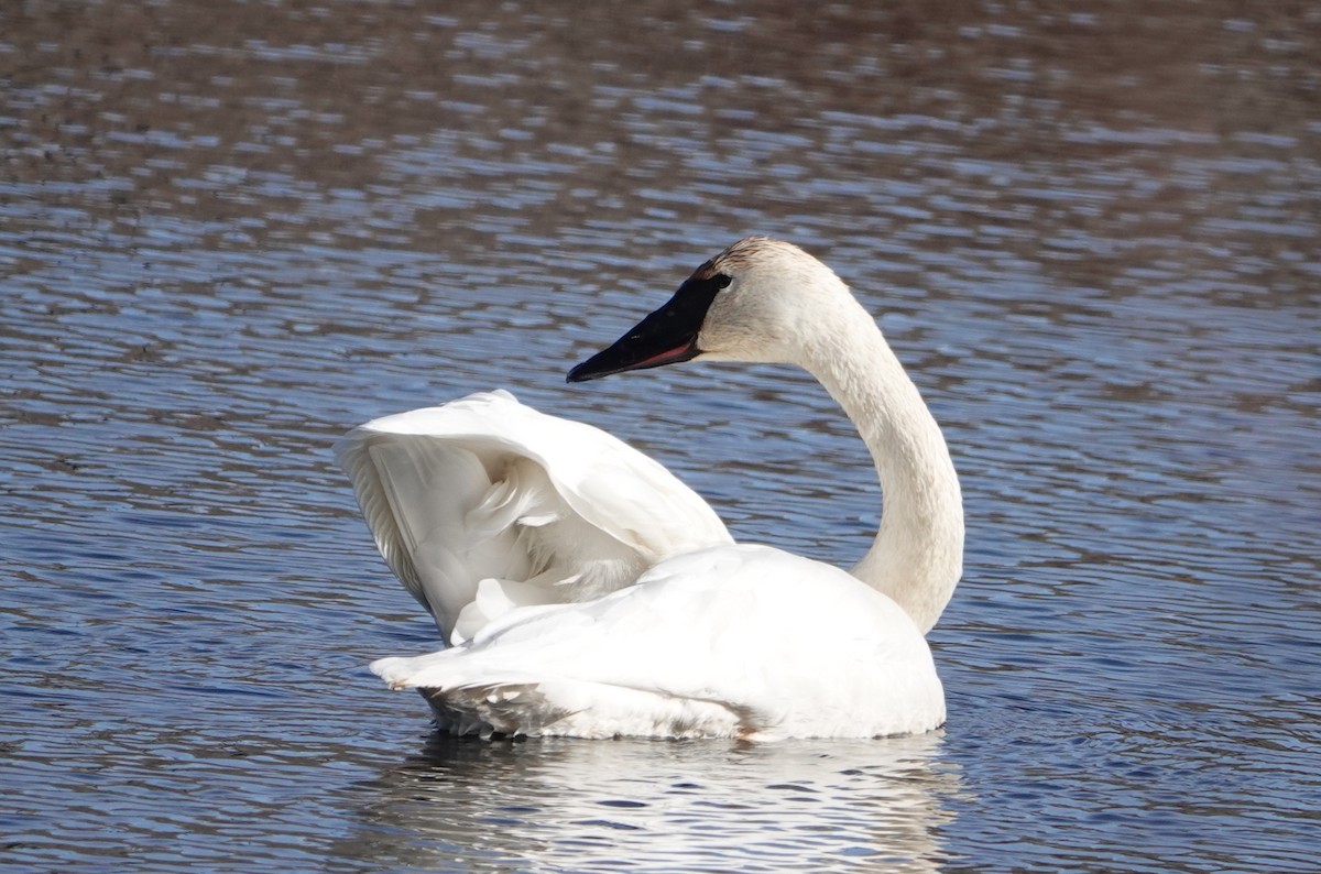 Trumpeter Swan - ML614752036