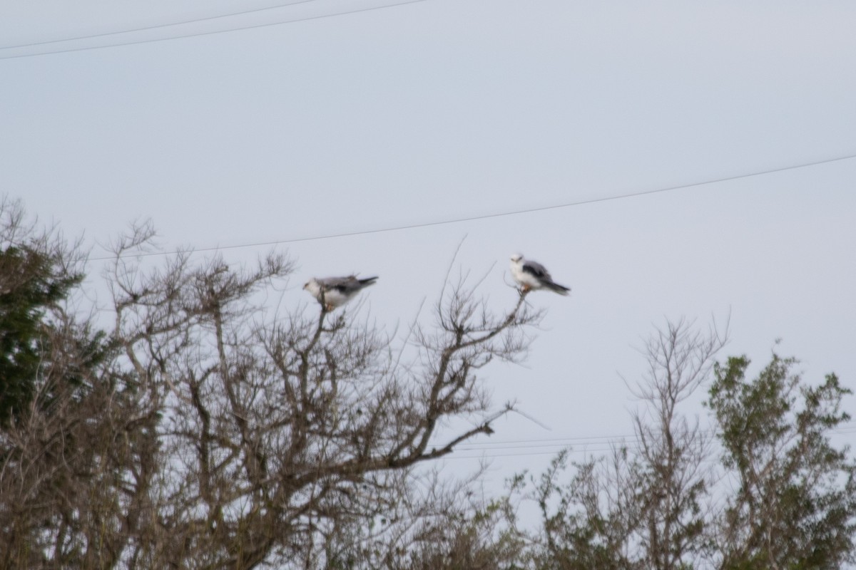 White-tailed Kite - Kris Perlberg