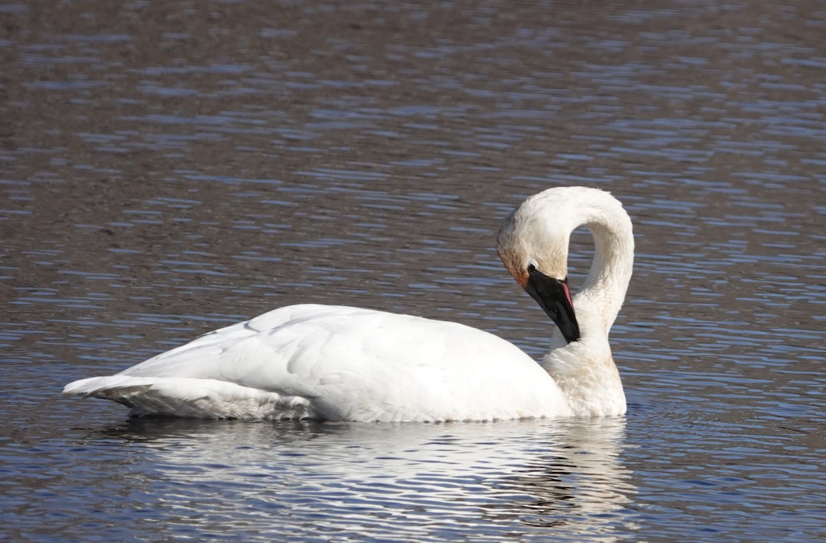 Trumpeter Swan - ML614752041