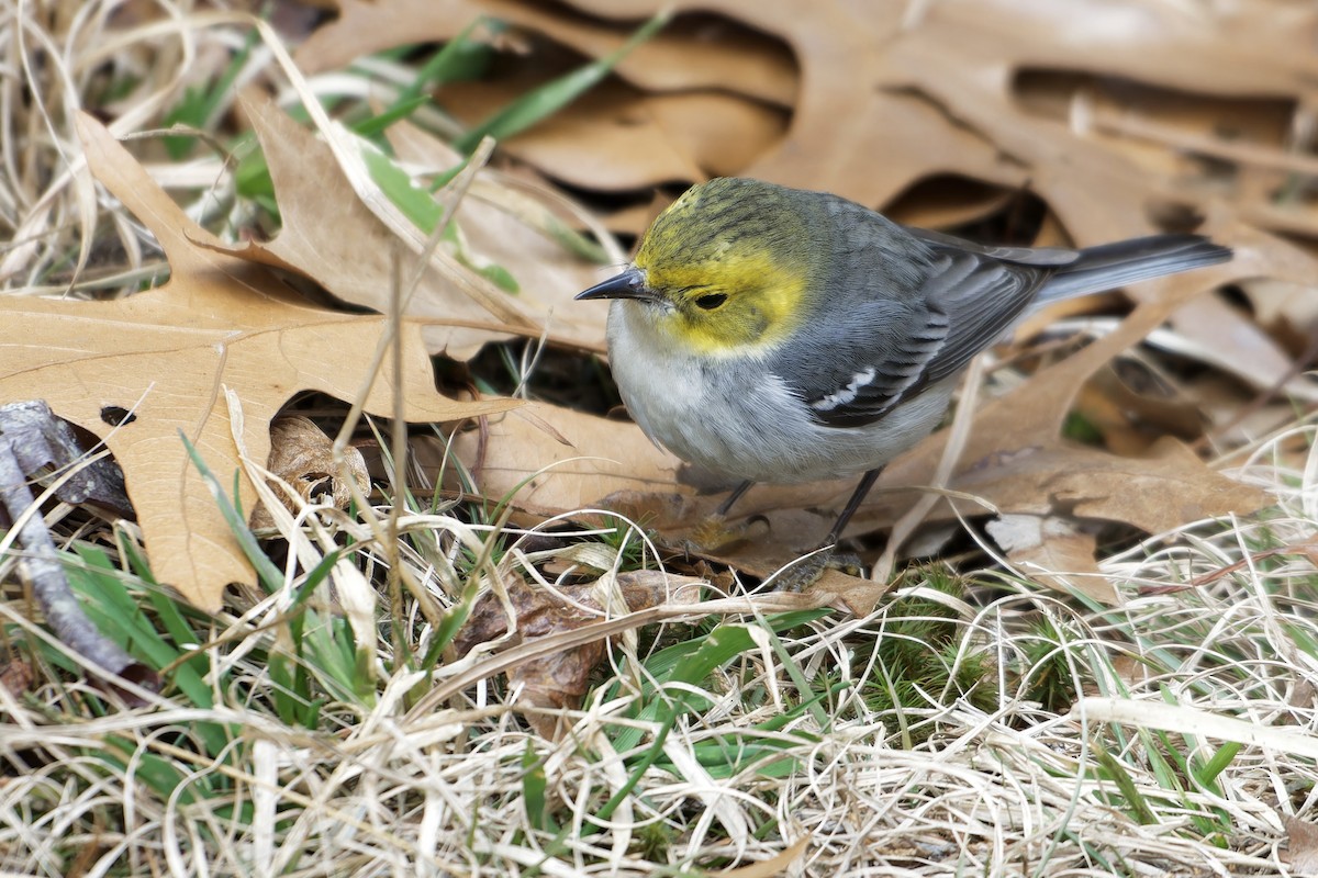 Hermit Warbler - ML614752044